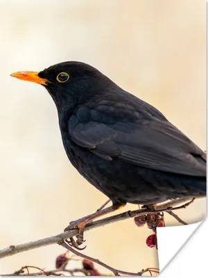 Produktbild von MuchoWow® Poster Amsel - Vogel - Zweige - Beere - Rot 90x120 cm - Wohnzimmer
