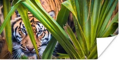 Produktbild von MuchoWow® Poster Versteckter Sumatra-Tiger zwischen dem Laub 40x20 cm - Poster für die Wand - Poster Schlafzimmer