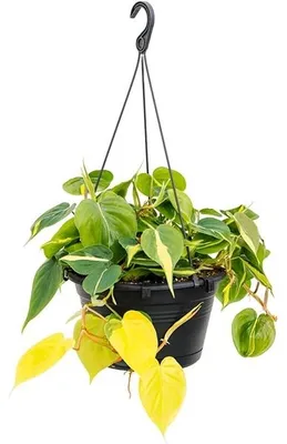 Zdjęcie produktu dla Przyjaciel drzew Filodendron pnący scandens Brasil Ampel
