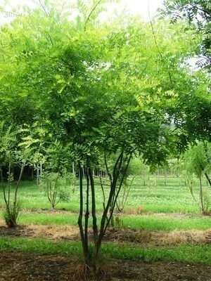 Obrázok produktu pre Styphnolobium japonicum ( sophora japonica) - japonský strom 60- 80 cm - Kontajner