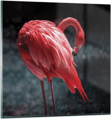 Produktbild von Bilder auf glas - Einteilig - Flamingo Rosa Vogel - 60x60cm - Glasbilder - Wandbilder - Bilder - zum Aufhängen bereit - Wanddekoration aus Glas - Glas Bilder - Wandbild auf Glas - GAC60x60-4551