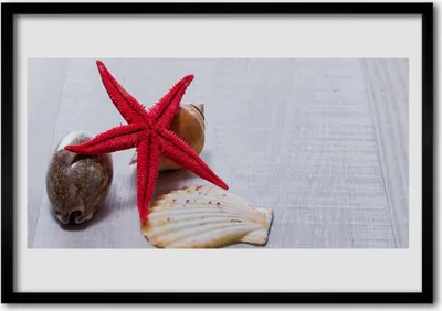 Produktbild von Bild 70x50 MDF-Rahmen Wandkunst Seestern Shells Kunst
