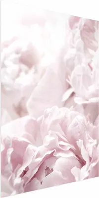 Produktbild von Posterpapier Poster - Fluffy Peonies 40x60 cm Blumen b-B-0340-ao-a