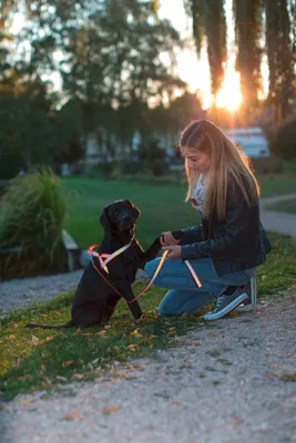 Zdjęcie produktu dla Szelki odblaskowe dla psa Norwegian, 60 - 75 cm, Kerbl