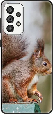 Produktbild von König Design Hülle kompatibel mit Samsung Galaxy A73 5G Kunststoff Soft Handyhülle - Handy Case Eichhörnchen