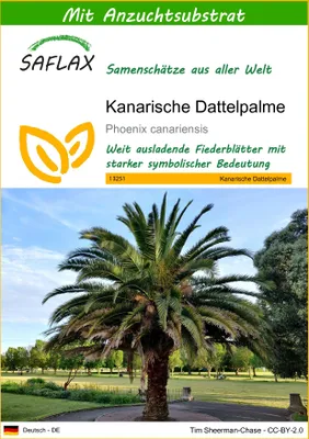 Produktbild von SAFLAX  - Kanarische Dattelpalme - Phoenix canariensis - 10 Samen - Mit keimfreiem Anzuchtsubstrat