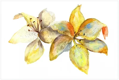 Produktbild von Wallario Premium Glasbild, freischwebende Optik, kräftige Farben, Größe 90 x 60 cm Motiv Aquarell von gelben Lilien