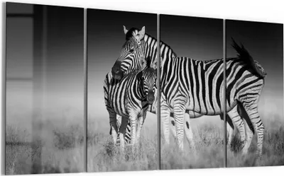 Produktbild von DEQORI Glasbild Echtglas 4x30x60 cm 'Zebras beieinanderstehend' Wandbilder XXL groß