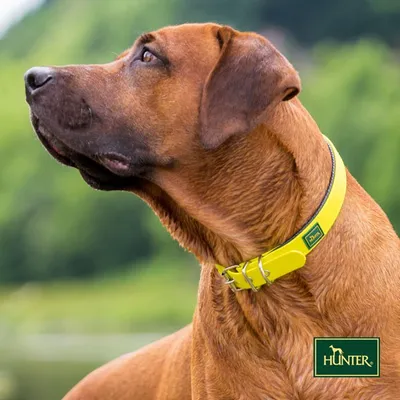 Produktbild von Hunter Halsband Convenience Comfort, 65 cm, neongelb 25 mm, mit weichem Bandagenmaterial