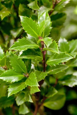 Produktbild von Ilex meserveae 'Heckenpracht', Stechpalme, immergrün, 40–50 cm