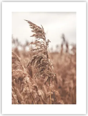 Produktbild von Poster - Poster ohne Rahmen - Zuckerrohr Wiese Boho - 30x40 cm - Wand Bild - Wanddeko - Wandbilder - Kunstposter - Wandposter - Bilder - Kunstdruck - Wanddekoration - Wandbild - P2XPA30x40-4709