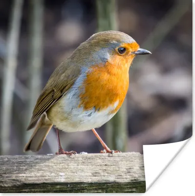 Produktbild von MuchoWow® Poster Rotkehlchen - Winter - Holz 50x50 cm - Wohnzimmerdekoration