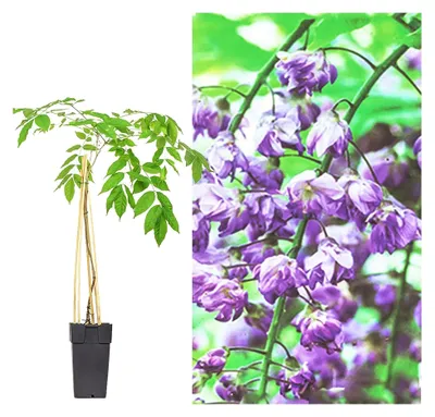 Produktbild von Wisteria Pflanze japanischer Blauregen in verschiedenen Farben - Blau, Rosa, Weiß, winterhart, mehrjährige Kletterpflanze für Balkon und Garten