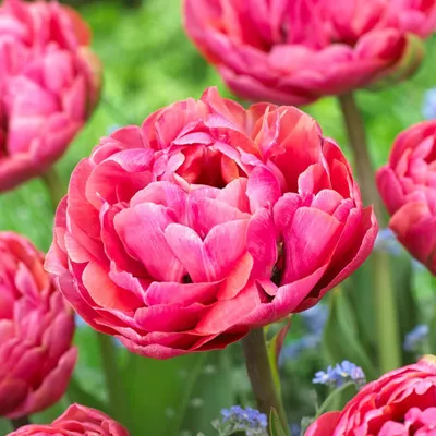 Productafbeelding van Winterharde, meerjarige tulpbollen - Dubbelbloemige, roze 'Passion' - 20 bloembollen - Echte planten uit Nederland - Tulpbollen voor tuin, potten en balkon (grote bollen, geen zaad, niet kunstmatig)
