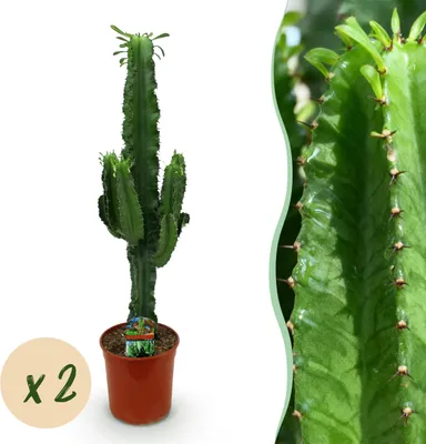 Produktbild von Euphorbia eritrea - Afrikanischer Milchbaum - Pflegeleicht - Grün - 2 Pflanzen - 60-70cm - Ø19cm - Zimmerpflanze - Immergrün