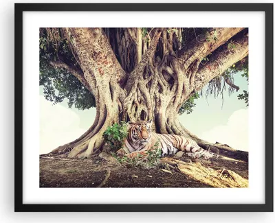 Produktbild von Gerahmtes Poster - Schwarzer Rahmen - Tiger Wild Baum - 50x40 cm - Wand Bild - Wanddeko - Wandbilder - Kunstposter - Wandposter - Bilderrahmen - Bilder - Kunstdruck - Wanddekoration - P2BAA50x40-5124