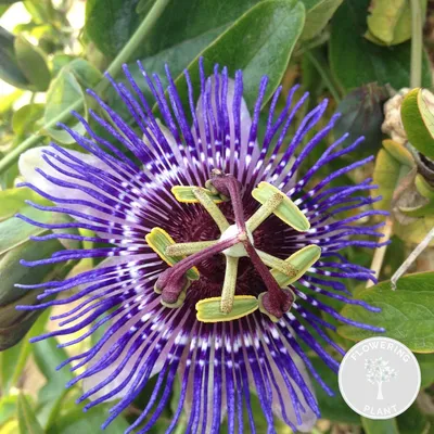 Zdjęcie produktu dla Bloomique - Passiflora Purple Haze - Męczennica - Fioletowa - Rośliny pnące - Rośliny ogrodowe - Odporne na zimę - 50-70 cm wysokości - Doniczka 15 cm