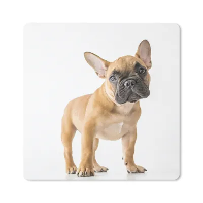 Produktbild von MuchoWow® Mauspad Mousepad Französische Bulldogge - Braun - Weiß 20x20 cm - Mousepads - Maus Mat - Pad - Mausunterlage - Desk Mat - Bureauartikeln