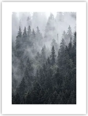 Produktbild von Poster - Poster ohne Rahmen - Wald Baum Natur - 30x40 cm - Wand Bild - Wanddeko - Wandbilder - Kunstposter - Wandposter - Bilder - Kunstdruck - Wanddekoration - Wandbild - P2XPA30x40-4074