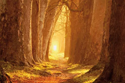 Produktbild von Wälder Kunstdruck Bild - Magisches Licht, Waldweg Im Herbst (80 x 120 cm)