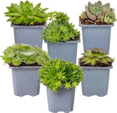 Produktbild von Bloomique - 6er-Mix - Sempervivum-Mischung - Hauswurz - Gartenpflanzen - Winterhart - Bodendecker - Höhe 8-12 cm - Topf 7 cm