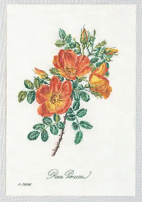 Produktbild von Thea Gouverneur Kreuzstich Stickpackung "Rose Chazal Zählstoff", Zählmuster, 26x38cm