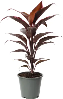 Produktbild von Keulenlilie Rumba - Cordyline - Höhe ca. 40 cm, Topf-Ø 12 cm