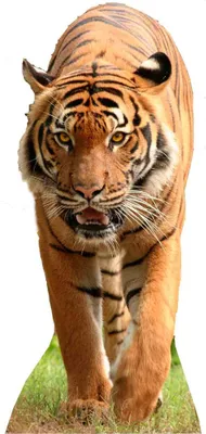 Immagine prodotto di Grandi gatti Gatto selvatico Tigre - Cartone a grandezza naturale - 130 cm
