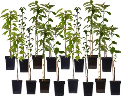 A collection of young fruit trees in pots, arranged in rows against a white background.