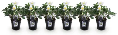 Image de Green boutiQ - Tuinplant - Kerstroos - Helleborus Christmas Carol - Witte Bloem - 6 Planten - Groenblijvend - Pot 10,5cm Hoogte 25cm
