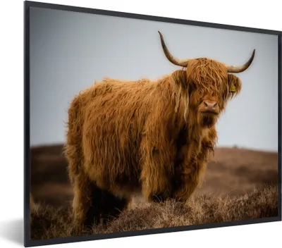 Produktbild von MuchoWow® Gerahmtes Poster Schottischer Highlander - Düne - Gras 80x60 cm - Poster mit Schwarzem Bilderrahmen Wandposter Rahmen Foto Bilder - Schwarzem - Mit Gestell