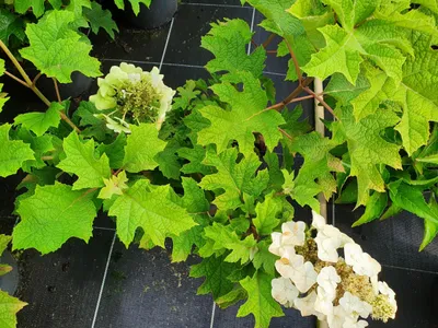 Produktbild von Eichenblättrige Hortensie Black Porch - Hydrangea quercifolia Black Porch - 40-60cm