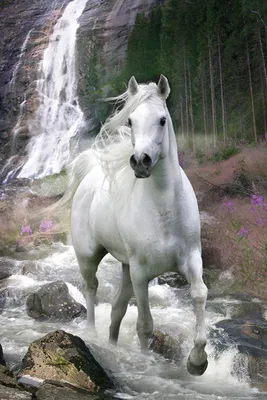 Produktbild von Pferd am Wasserfall Bob Langrish - Poster 61x91,5 cm