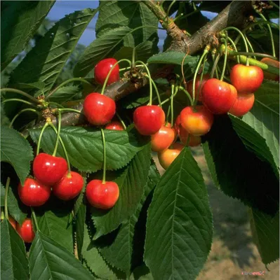 Produktbild von Büttners Rote Knorpelkirsche, Buschbaum kleinbleibend sehr süß C10 GiSeLa5