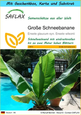 Produktbild von SAFLAX Geschenk Set - Große Schneebanane - Ensete glaucum syn. Ensete wilsonii - 10 Samen - Mit Geschenkbox, Versandaufkleber, Geschenkkarte und Anzuchtsubstrat