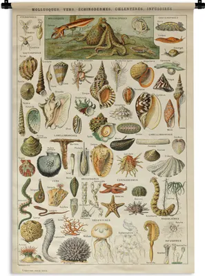 Produktbild von MuchoWow® Wandteppich Wandbehang Muschel - Meerestiere - Meer 90x135 cm Tapisserie Dekoration Wandtuch - Baumwolle - Wandskulptur