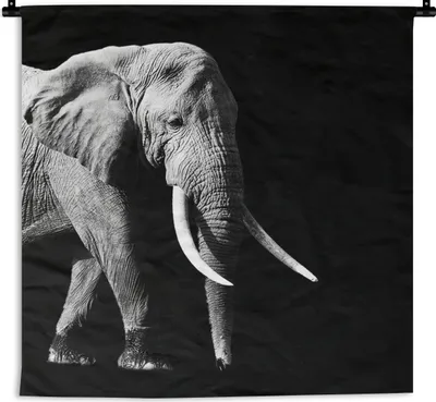Produktbild von MuchoWow® Wandteppich Wandbehang Elefant - Zähne - Tiere - Schwarz - Weiß 150x150 cm Tapisserie Dekoration Wandtuch - Wohnaccessoires - Modernes