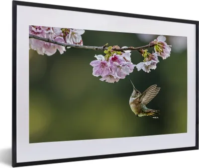 Produktbild von MuchoWow® MuchoWow® Gerahmtes Poster Vogel - Blüte - Kolibri 60x40 cm - Poster mit zchwarzem Bilderrahmen - Schlafzimmer - Plakat in Rahmen - Drucken