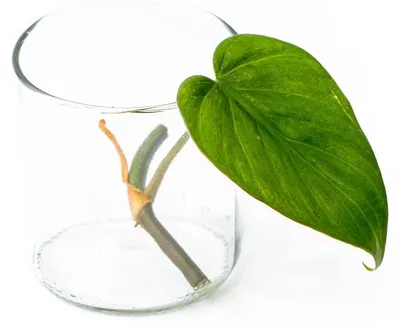 Produktbild von Gardner's Philodendron scandens - Steckling zur Vermehrung