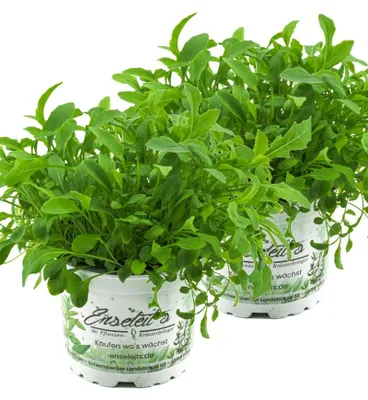 Produktbild von Enseleits 2x Rucola Pflanze, Salatrauke,Diplotaxis tenuifolia, Nachhaltiger Anbau!