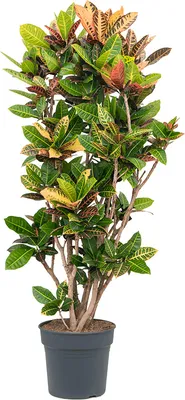 Obrázok produktu pre Nieuwkoop Europe BV Codiaeum (Croton) variegatum Petra, priemer 34 cm