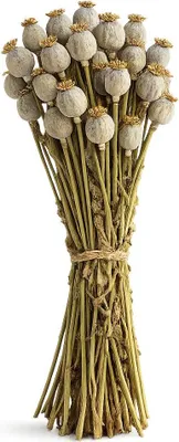 Produktbild von Mohn Kapseln getrocknet Extra groß im Bund Länge ca. 60cm | Trockenblumen