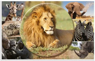 Produktbild von HERMA Schreibunterlage Afrika Tiere, Mehrfarbig, Karton, 350 mm, 550 mm