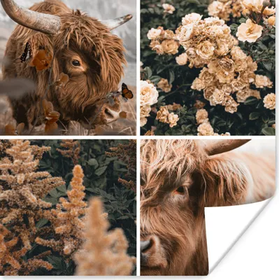 Produktbild von MuchoWow® Poster Schottischer Highlander - Collage - Herbst 50x50 cm - Wohnzimmerdekoration