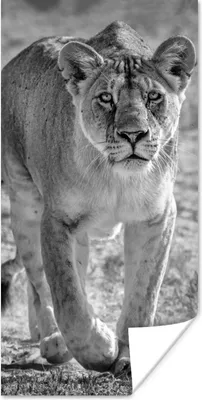 Produktbild von MuchoWow® Poster Löwe - Schwarz - Weiß 20x40 cm - Plakat - Foto