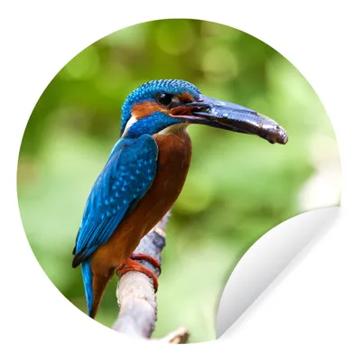 Produktbild von MuchoWow® Runde Wandtattoo - Wandsticker Tapete Aufkleber Eisvogel - Fisch - Baum Ø 100 cm Selbstklebend und Repositionierbar - Wandaufkleber - Kreis - Tapetenkreis - Wandbild rund - Schlafzimmerdekoration - Wanddeko - runde Tapete - Kunst für zu Hause