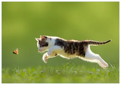 Produktbild von Wallario Premium Glasbild, freischwebende Optik, kräftige Farben, Größe 100 x 70 cm Motiv Süße Katze fängt Schmetterling im Grünen