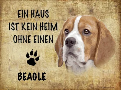 Produktbild von vianmo Holzschild 30x40 cm Beagle Hund ohne kein Heim