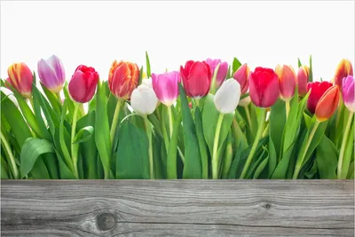 Produktbild von Wallario Poster - Rote  weiße und pinke Tulpen im Frühling, Kunstdruck Größe: 100 x 150 cm