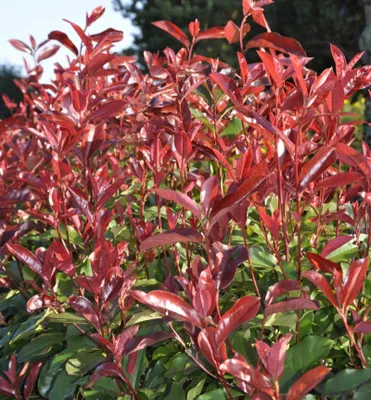 Produktbild von Glanzmispel ´RED SELECT´ 50-60 cm, Cont. 2,5 l